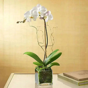 نبات أوركيد الفالينوبسيس الأبيض في فازة زجاجية مربعة flowerna