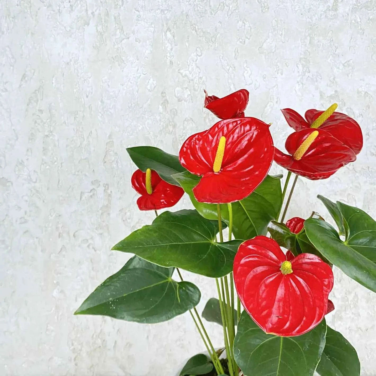 نبتة أنثوريوم حمراء فاخرة بأزهار قلبية لامعة وأوراق خضراء مورقة flowerna