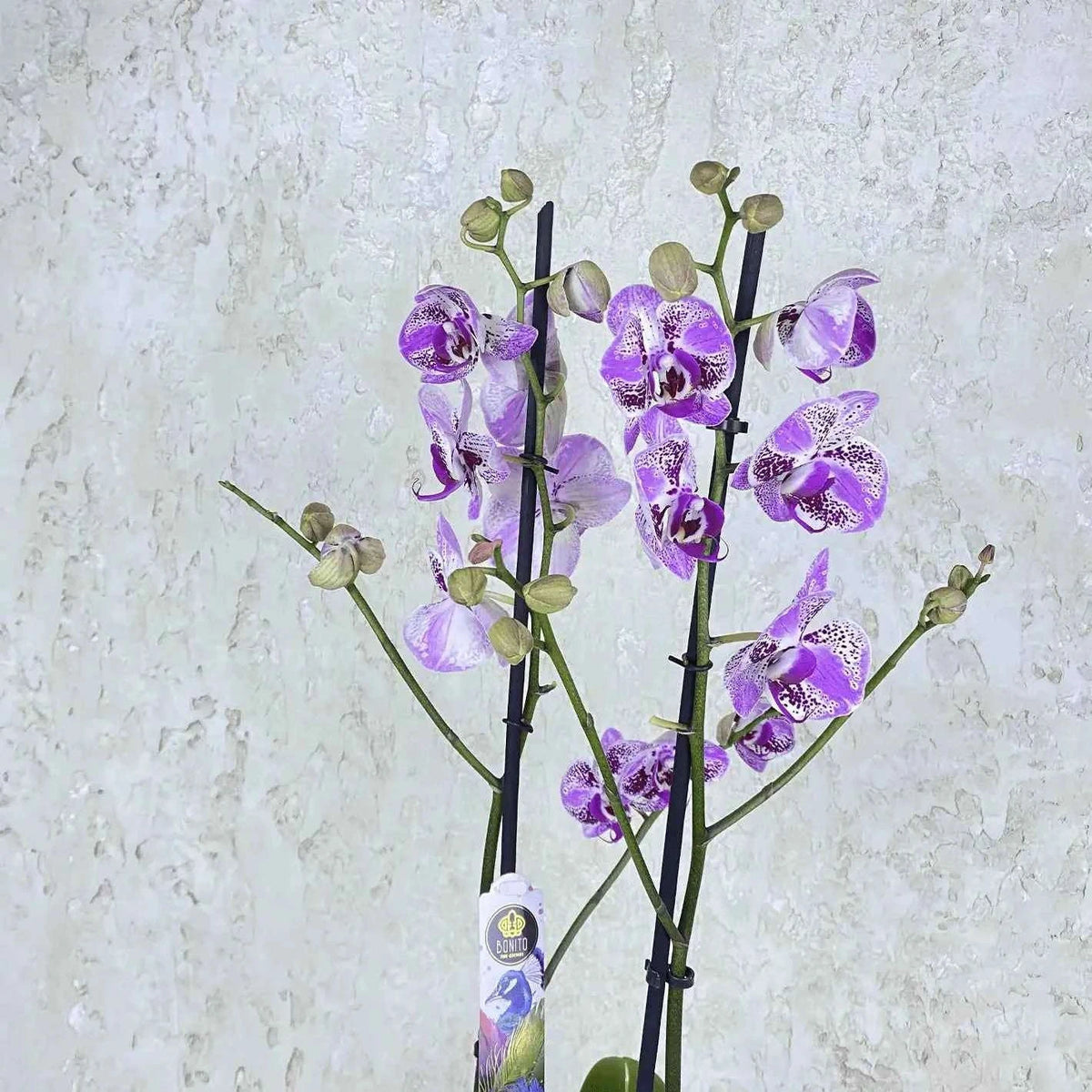 أوركيد أرجواني مرقط فاخر بأزهار أنيقة وتفاصيل لونية آسرة flowerna