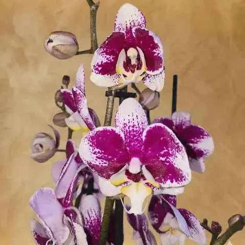 نبتة أوركيد أرجوانية فاخرة بأزهار مرقطة وتنسيق نباتي آسر flowerna