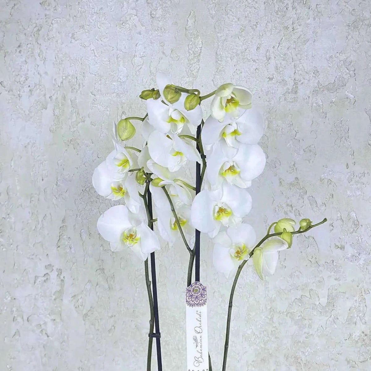 أوركيد فالاينوبسيس أبيض فاخر بأزهار ناصعة وتكوين زهري راقٍ flowerna