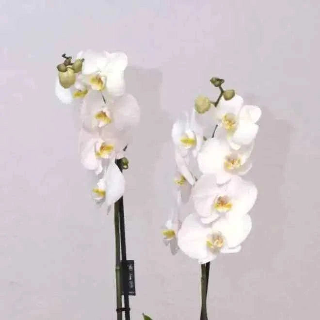 تنسيق أوركيد أبيض فاخر في كرة زجاجية بتصميم كلاسيكي راقٍ flowerna