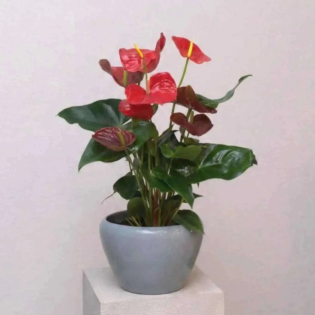 نبتة أنثوريوم حمراء فاخرة بأزهار متوهجة وتكوين استوائي آسِر flowerna