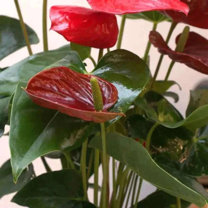 نبتة أنثوريوم حمراء فاخرة بأزهار متوهجة وتكوين استوائي آسِر flowerna