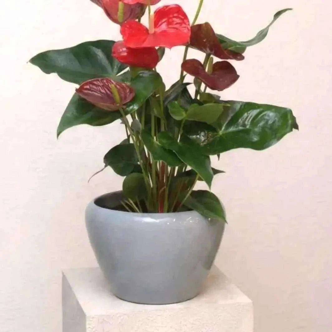 نبتة أنثوريوم حمراء فاخرة بأزهار متوهجة وتكوين استوائي آسِر flowerna