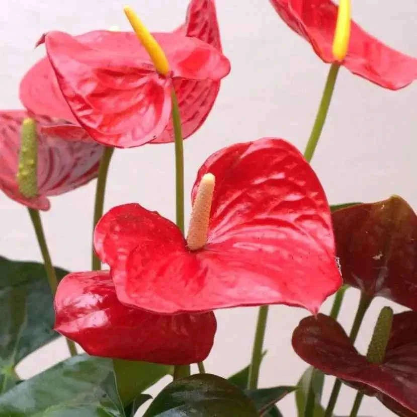 نبتة أنثوريوم حمراء فاخرة بأزهار متوهجة وتكوين استوائي آسِر flowerna