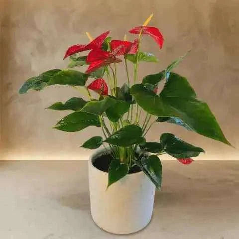 نبتة أنثوريوم قرمزية فاخرة بأزهار قلبية متألقة وتكوين نباتي راقٍ flowerna