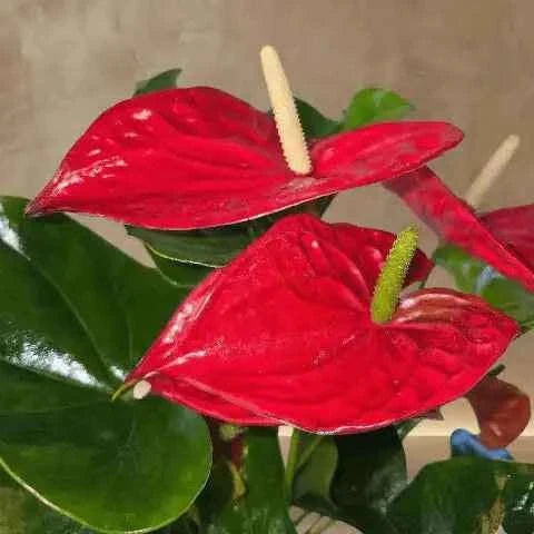 نبتة أنثوريوم قرمزية فاخرة بأزهار قلبية متألقة وتكوين نباتي راقٍ flowerna