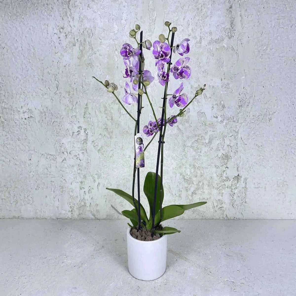 أوركيد أرجواني مرقط فاخر بأزهار أنيقة وتفاصيل لونية آسرة flowerna