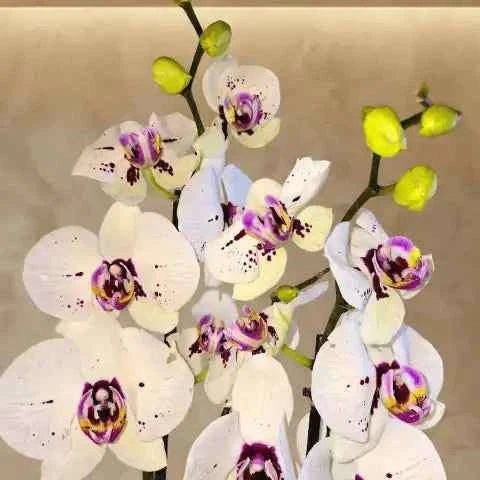 أوركيد أبيض ملكي فاخر بأزهار فالاينوبسيس وتنسيق نباتي آسر flowerna