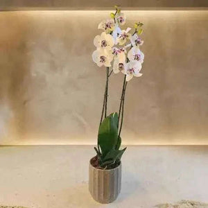 أوركيد أبيض ملكي فاخر بأزهار فالاينوبسيس وتنسيق نباتي آسر flowerna