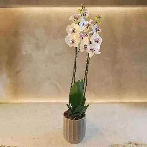 أوركيد أبيض ملكي فاخر بأزهار فالاينوبسيس وتنسيق نباتي آسر flowerna