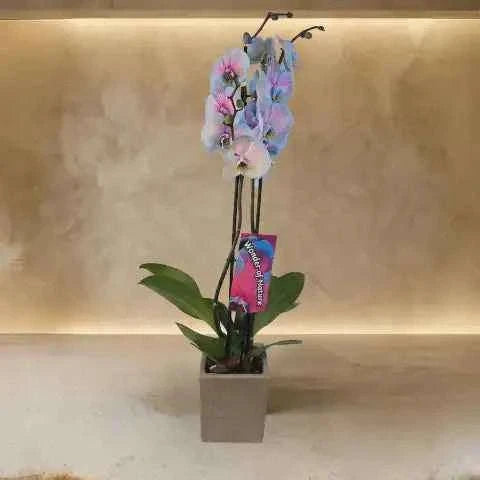أوركيد أزرق غامض بتدرجات وردية وتكوين زهري فاخر flowerna