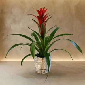 نبتة بروميليا استوائية نارية بألوان حمراء متوهجة وتكوين نباتي فاخر flowerna