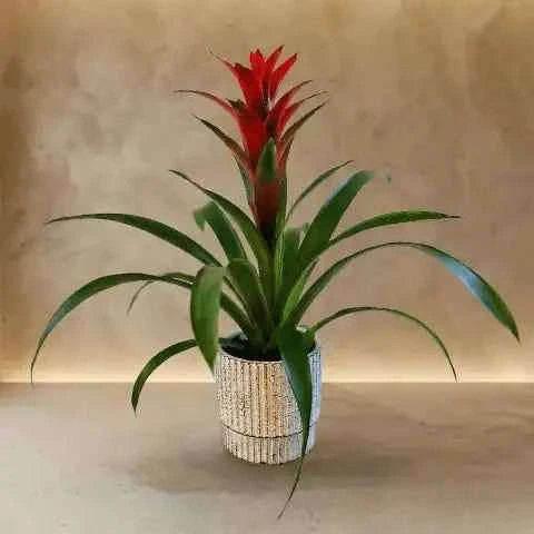 نبتة بروميليا استوائية نارية بألوان حمراء متوهجة وتكوين نباتي فاخر flowerna