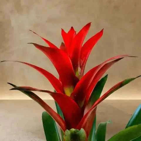 نبتة بروميليا استوائية نارية بألوان حمراء متوهجة وتكوين نباتي فاخر flowerna