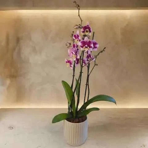نبتة أوركيد أرجوانية فاخرة بأزهار مرقطة وتنسيق نباتي آسر flowerna