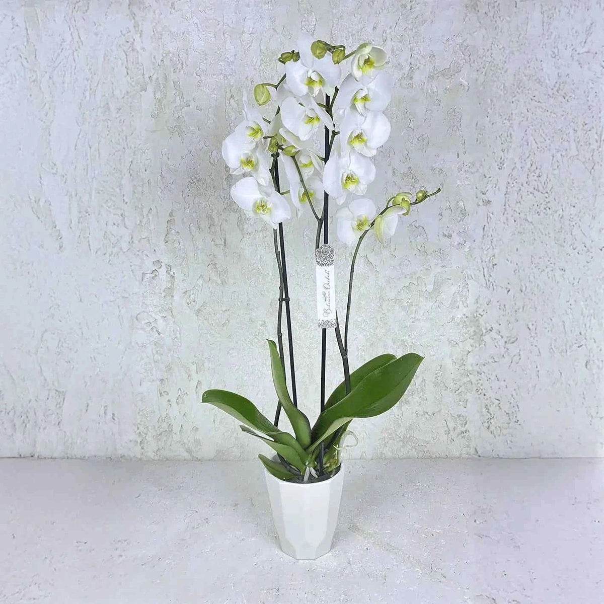 أوركيد فالاينوبسيس أبيض فاخر بأزهار ناصعة وتكوين زهري راقٍ flowerna