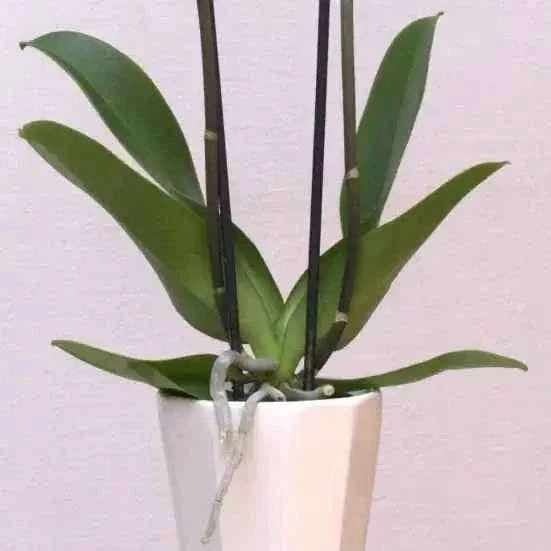 أوركيد أبيض فاخر بسيقان طويلة وتنسيق أنيق يعكس النقاء والرقي flowerna