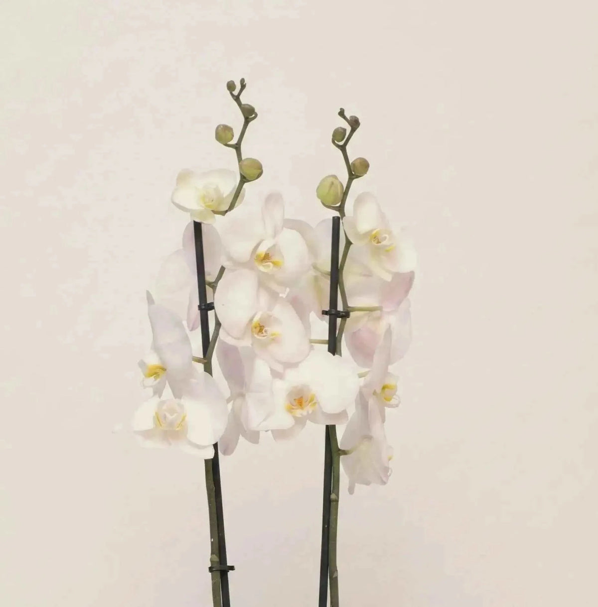 أوركيد أبيض فاخر بسيقان طويلة وتنسيق أنيق يعكس النقاء والرقي flowerna