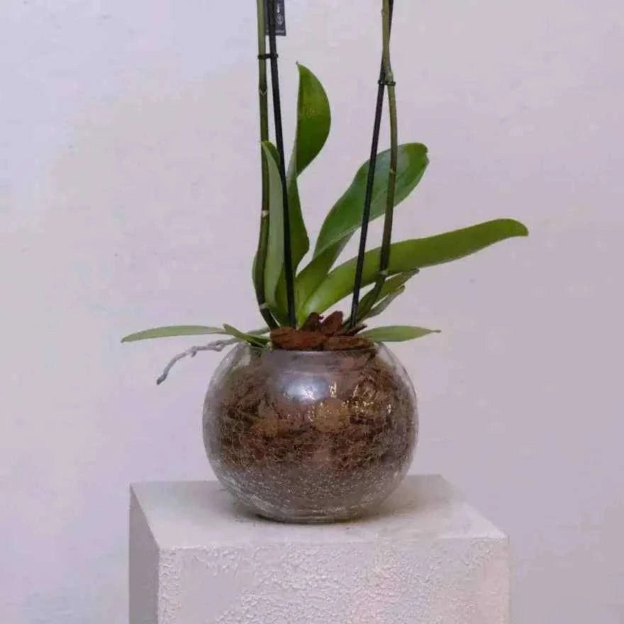 تنسيق أوركيد أبيض فاخر في كرة زجاجية بتصميم كلاسيكي راقٍ flowerna
