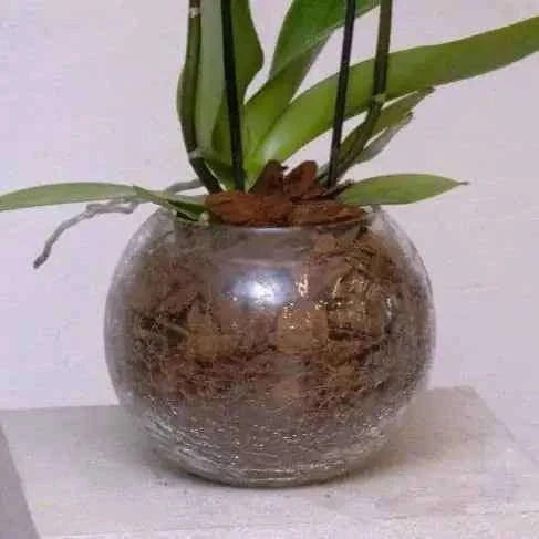 تنسيق أوركيد أبيض فاخر في كرة زجاجية بتصميم كلاسيكي راقٍ flowerna