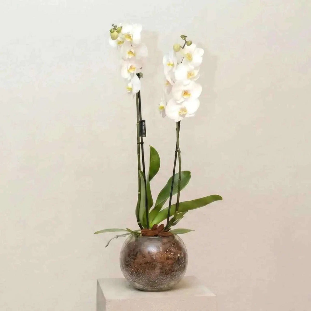 تنسيق أوركيد أبيض فاخر في كرة زجاجية بتصميم كلاسيكي راقٍ flowerna